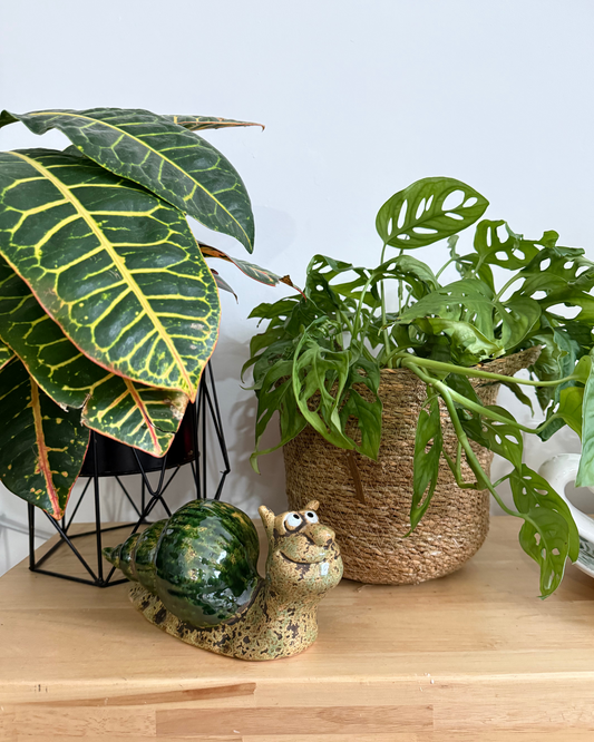 Caracol de Cerámica Verde